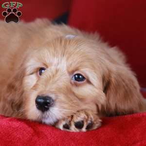 Cheddar, Mini Golden Mountain Doodle Puppy